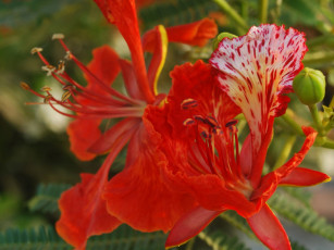 Картинка цветы делоникс королевский огненное дерево яркий алый