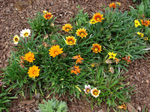 Картинка газания цветы зеленый оранжевый двухцветный