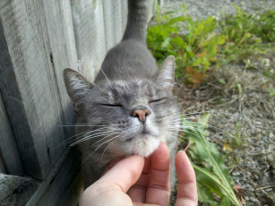 Картинка животные коты ласка