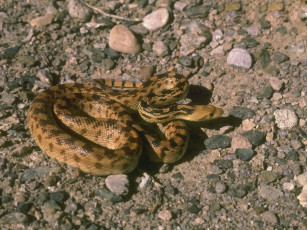 Картинка животные змеи питоны кобры охота