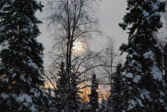 Картинка природа деревья ель