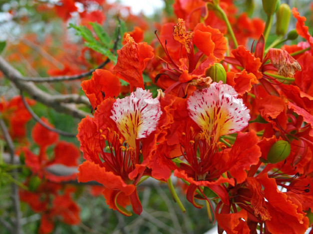 Обои картинки фото цветы, делоникс, королевский, огненное, дерево, яркий, алый