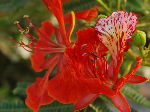 Обои картинки фото цветы, делоникс, королевский, огненное, дерево, яркий, алый