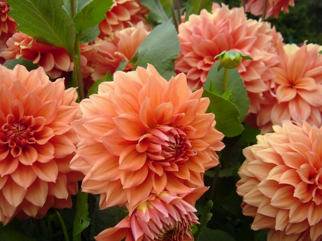 Обои картинки фото цветы, георгины, много, нежные