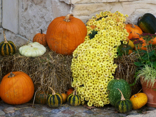 Обои картинки фото цветы, хризантемы, тыква
