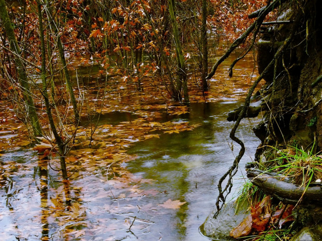 Обои картинки фото природа, реки, озера, вода, осень, листья