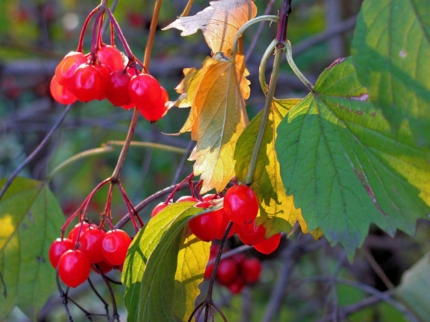 Обои картинки фото природа, Ягоды, алые, яркие
