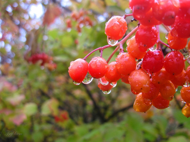Обои картинки фото природа, Ягоды, капли, дождя, оранжевые, ягоды