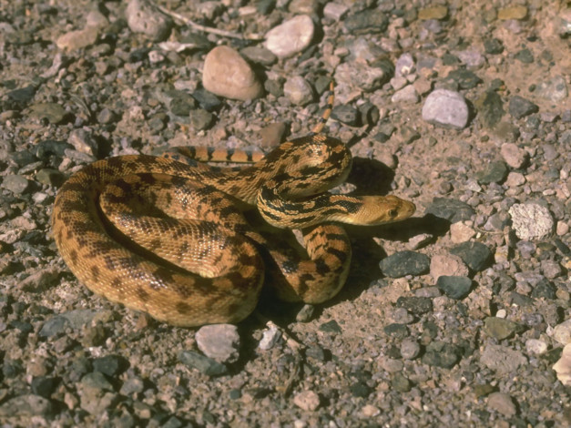 Обои картинки фото животные, змеи, питоны, кобры, охота