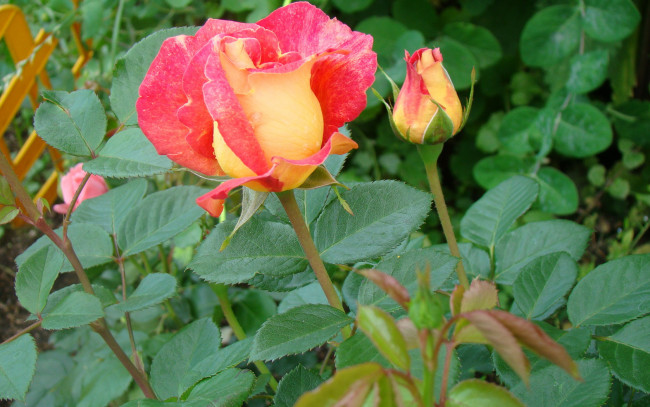 Обои картинки фото цветы, розы, цветник, бутон