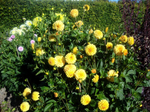 Картинка цветы георгины