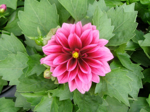 Картинка цветы георгины