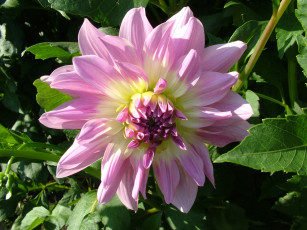 Картинка цветы георгины