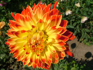 Картинка цветы георгины