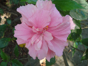 Картинка цветы гибискусы лепестки