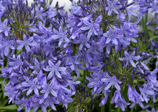 обоя цветы, агапантус, африканская, лилия, синий