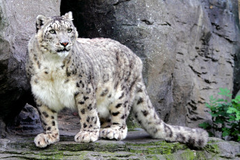 Картинка животные снежный барс ирбис хищник красавец