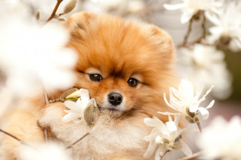 Картинка животные собаки шпиц магнолия