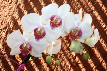 Картинка цветы орхидеи ветка белый
