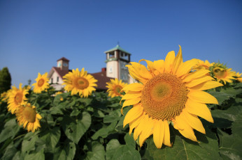 Картинка цветы подсолнухи подсолнух