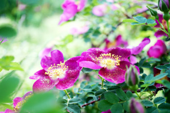 Картинка цветы шиповник лепестки куст