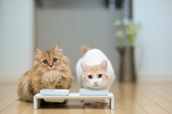 Картинка животные коты daisy hannah benjamin torode