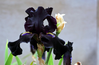 Картинка цветы ирисы черный