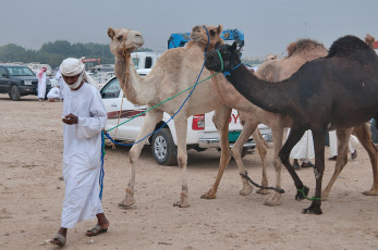 Картинка животные верблюды