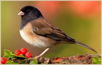 Картинка животные птицы ягоды перья