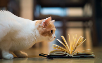 Картинка животные коты книга hannah benjamin torode кошка