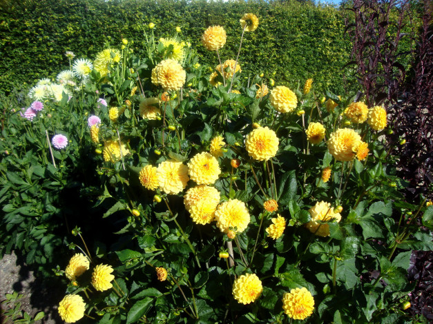 Обои картинки фото цветы, георгины