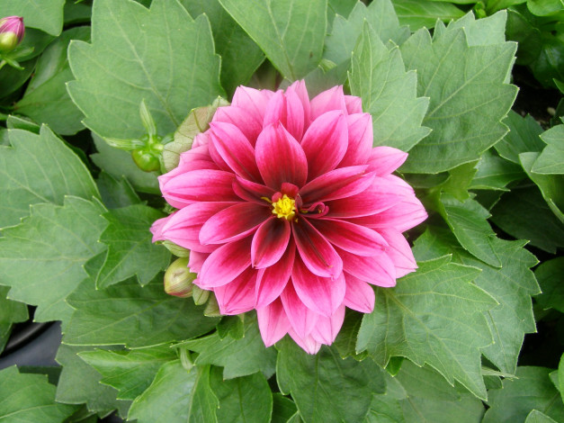 Обои картинки фото цветы, георгины