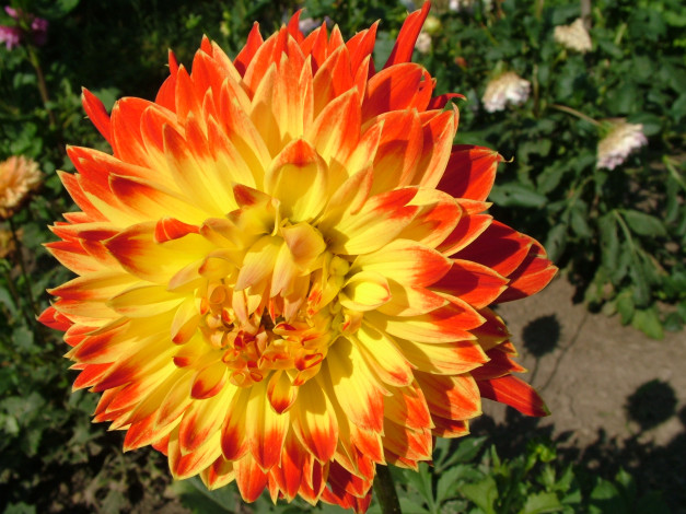 Обои картинки фото цветы, георгины