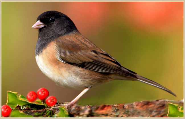 Обои картинки фото животные, птицы, ягоды, перья