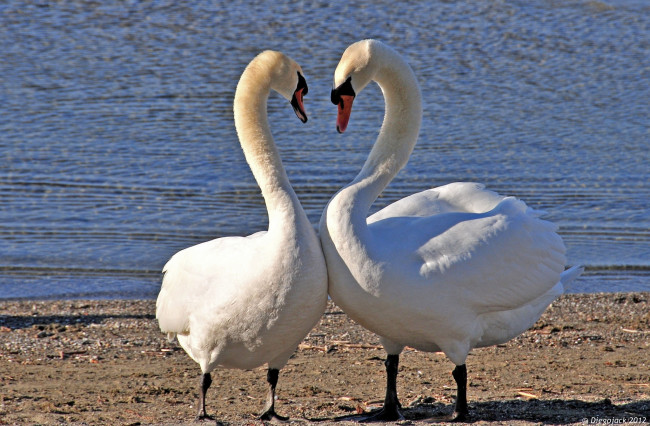 Обои картинки фото животные, лебеди, пара, шипун