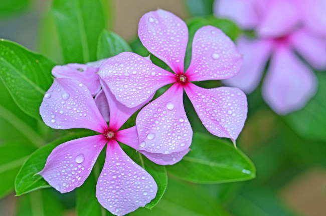 Обои картинки фото цветы, катарантусы, розовый, капли
