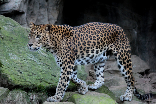 Обои картинки фото животные, леопарды, хищник