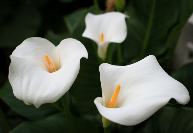 Обои картинки фото цветы, каллы, белый