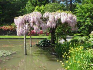 Картинка глициния парке природа парк пруд деревья