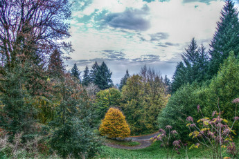 Картинка природа лес осень трава кусты цветы заросли