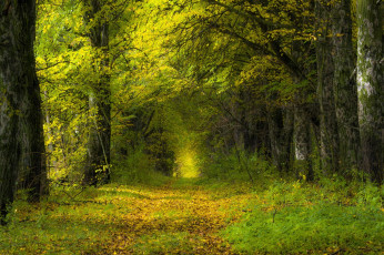 Картинка природа дороги деревья тропинка