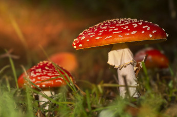Картинка природа грибы мухомор трава мухоморы осень лес