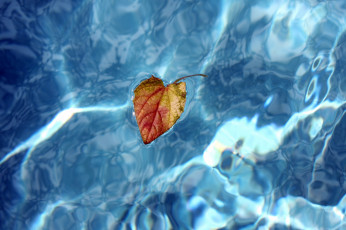 Картинка природа листья вода листок