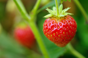 Картинка природа Ягоды клубника