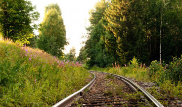 Картинка природа дороги лес трава цветы рельсы шпалы