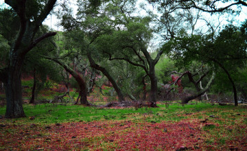 Картинка природа лес осень