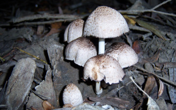 Картинка природа грибы