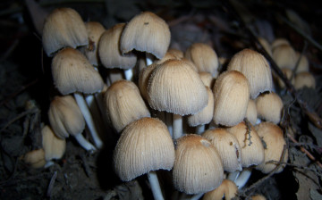 Картинка природа грибы