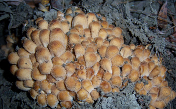 Картинка природа грибы