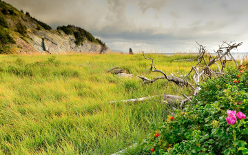 Картинка природа луга луг трава куст розы скалы коряга
